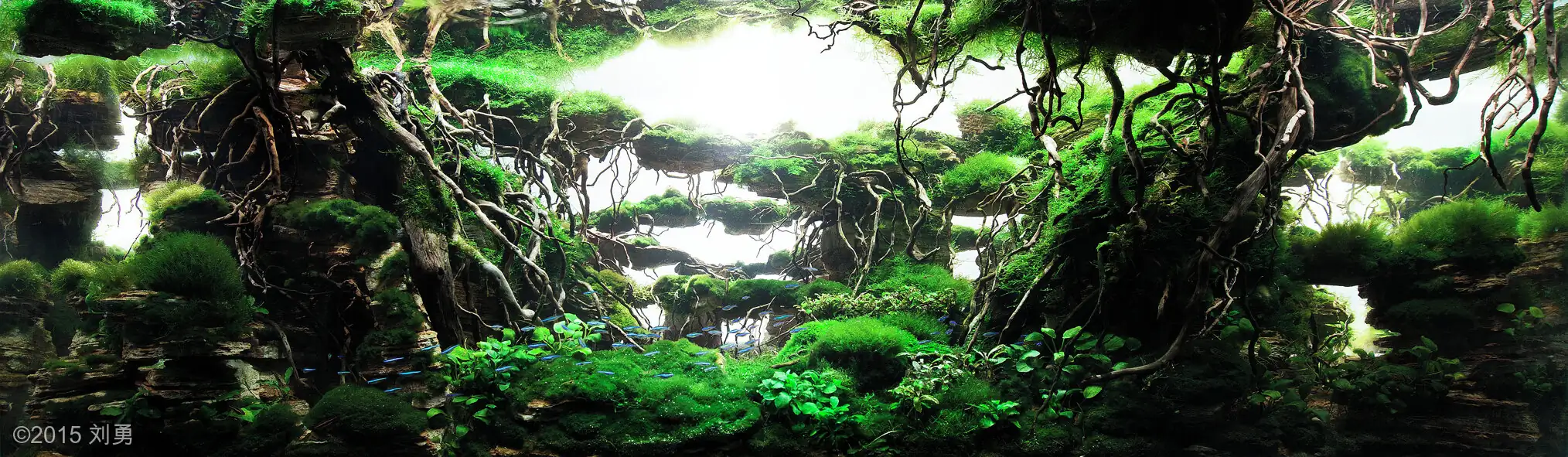 [TheStoriesOfTop7] Mysterious World - Yong Liu / China - IAPLC 2015